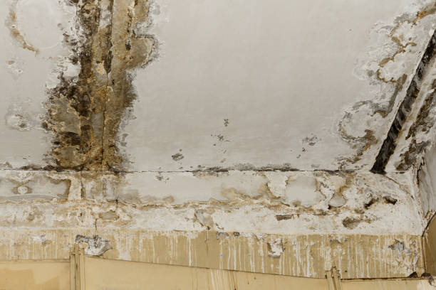  Grafton, WV Mold Removal Pros