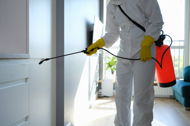 Best Emergency Mold Remediation  in Grafton, WV