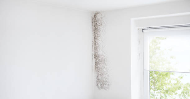 Best Attic Mold Removal  in Grafton, WV