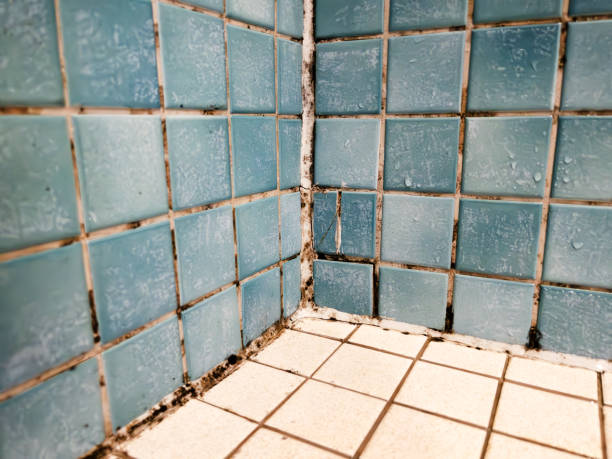 Best Basement Mold Removal  in Grafton, WV